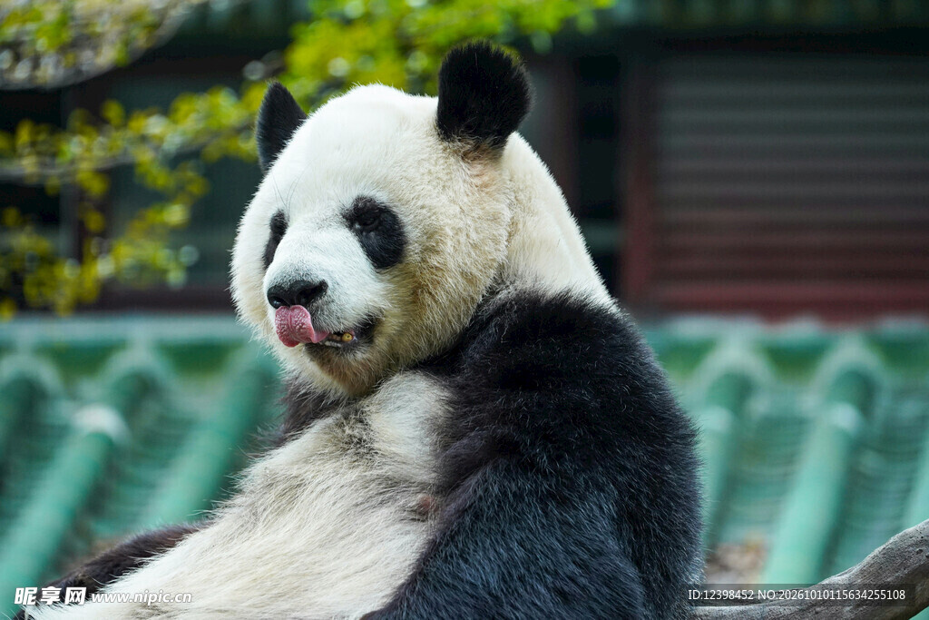吐舌的可爱大熊猫