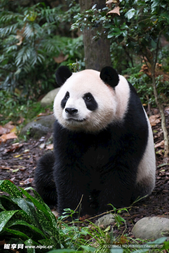 林间休憩的大熊猫