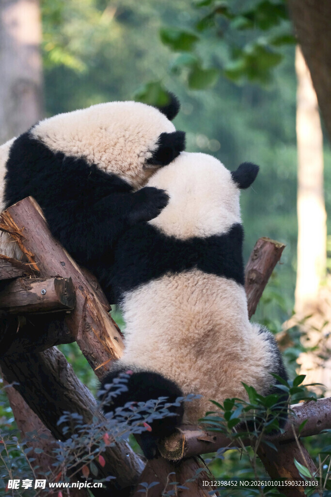 两只大熊猫背影