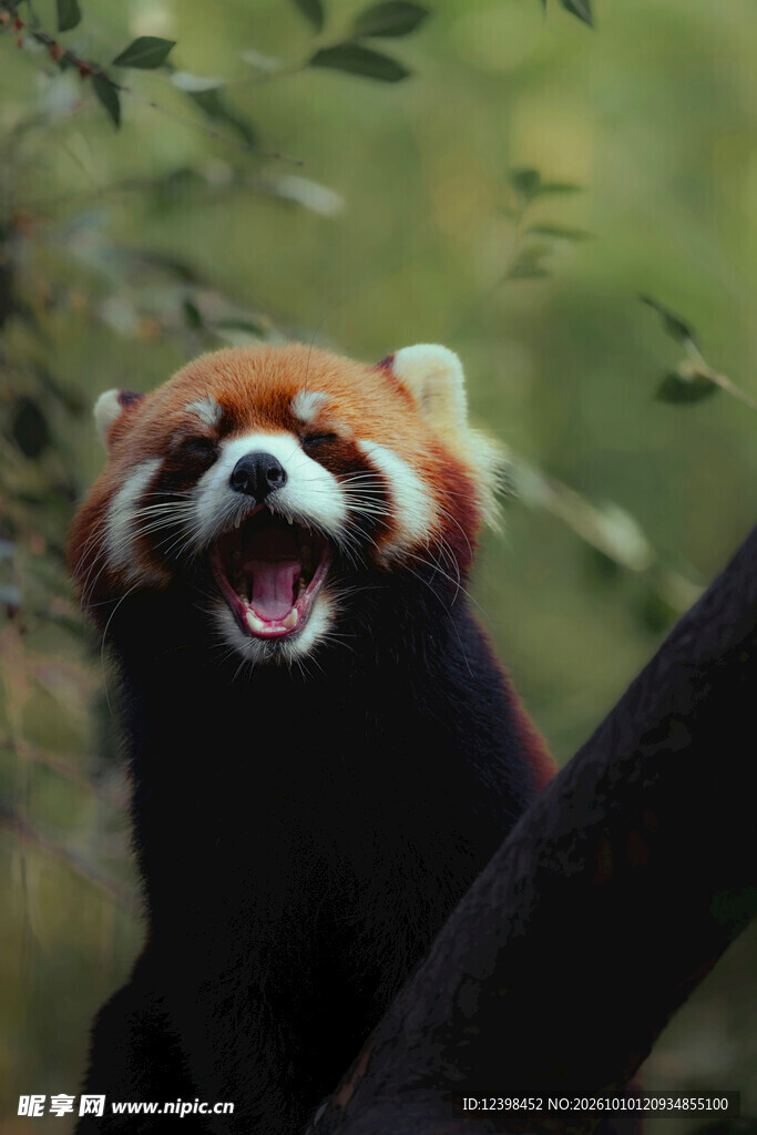 开心大笑的小熊猫