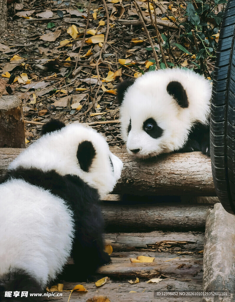两只大熊猫对视互动