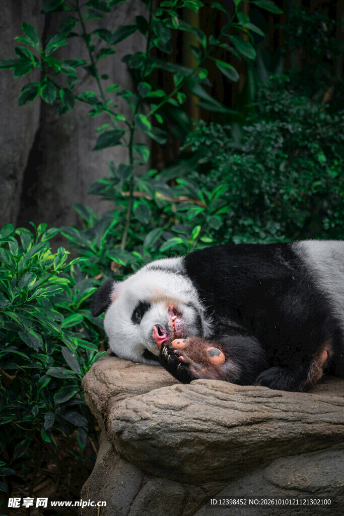 躺卧的可爱大熊猫