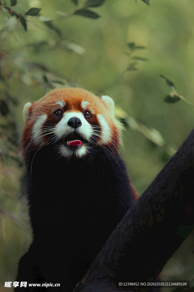 吐舌呆萌小熊猫