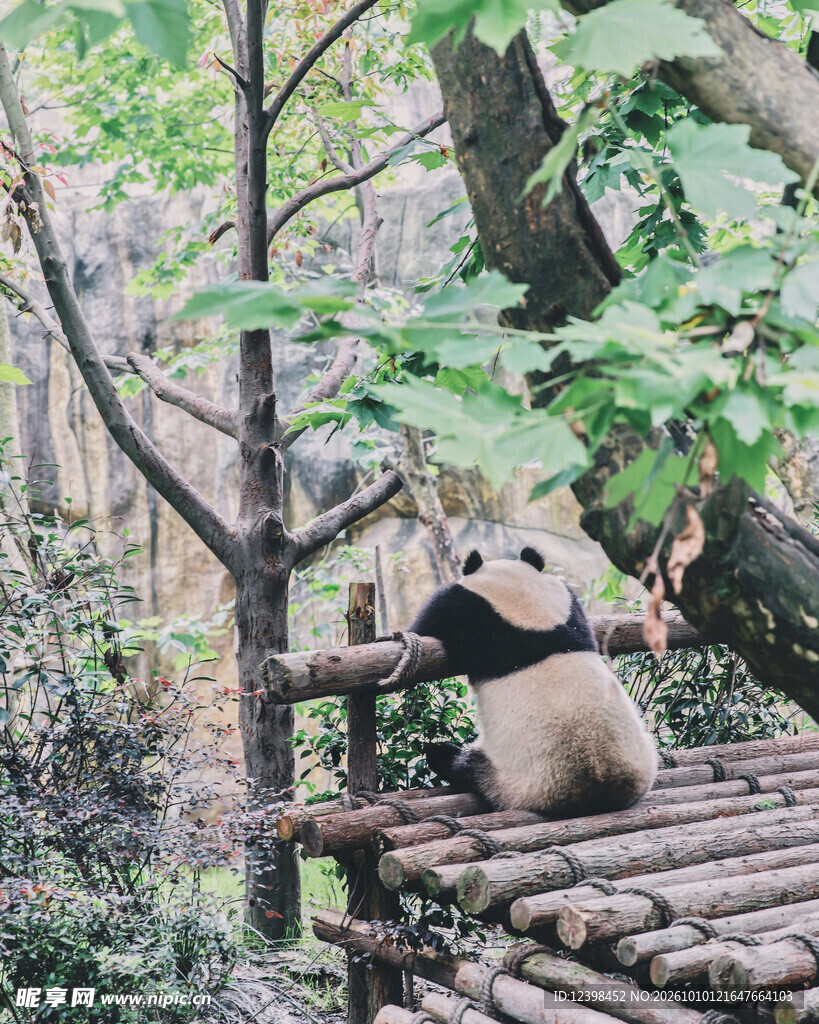 林间可爱大熊猫