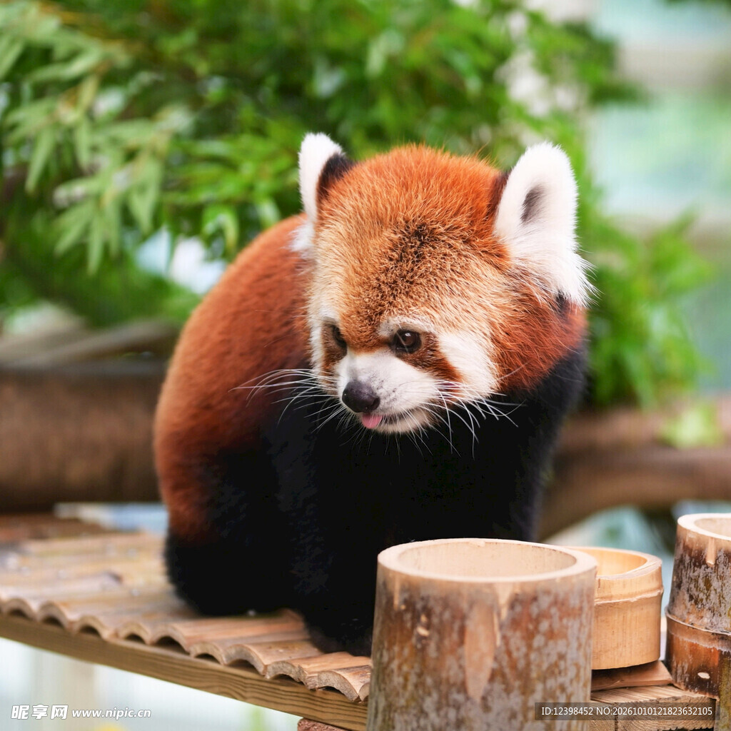 呆萌小熊猫