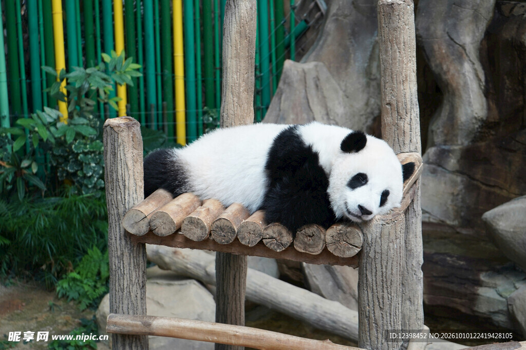 趴木架休息的大熊猫