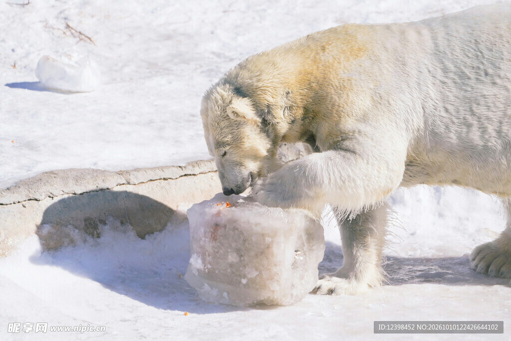 雪地中觅食的北极熊