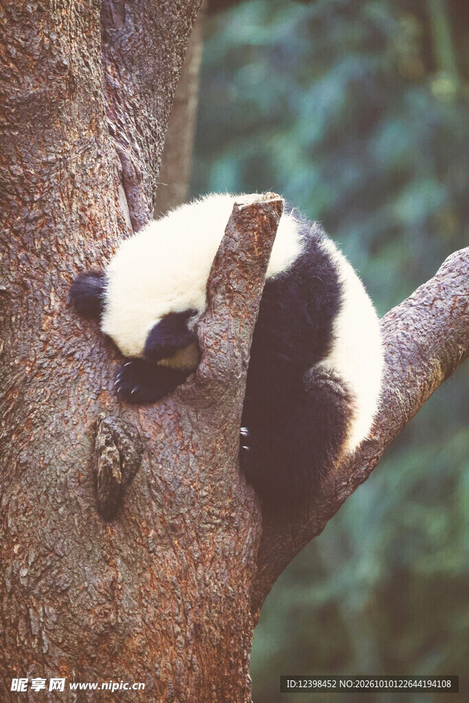 树后探身的黑白狐猴