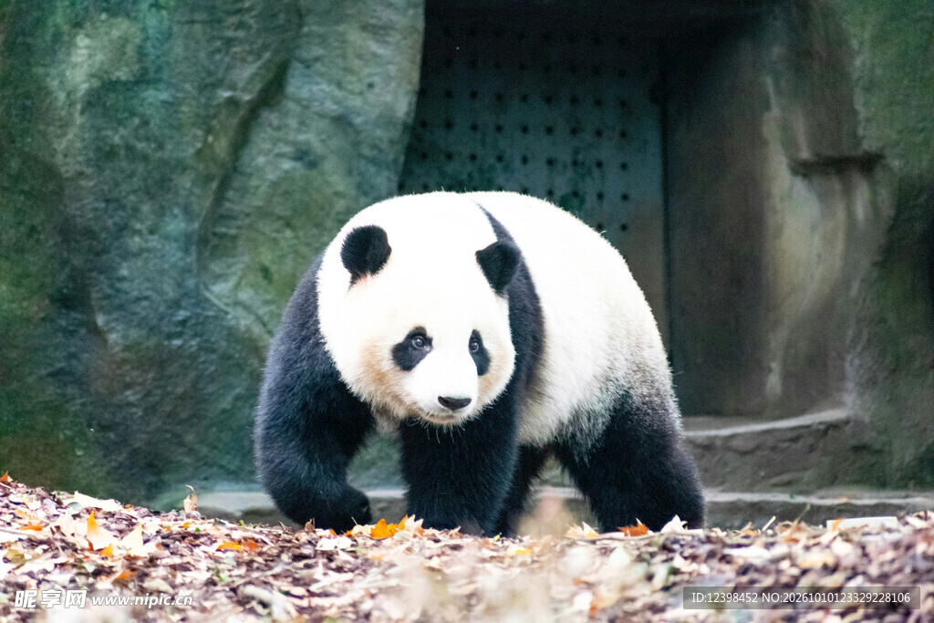 林间漫步的大熊猫