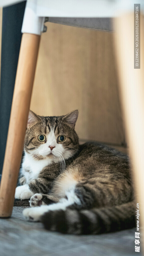 桌下休憩的虎斑猫咪