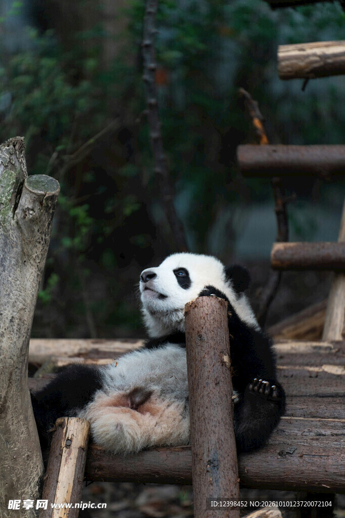 悠闲休憩的大熊猫