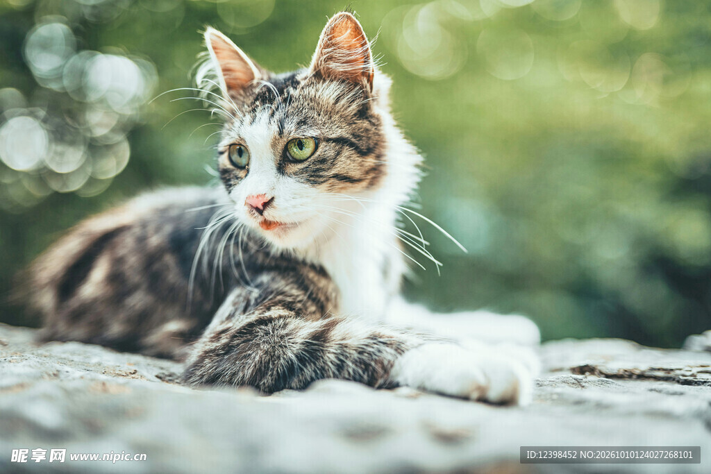 慵懒休憩的虎斑猫咪