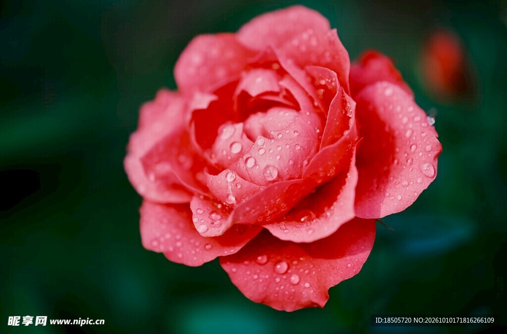 雨后粉红月季花