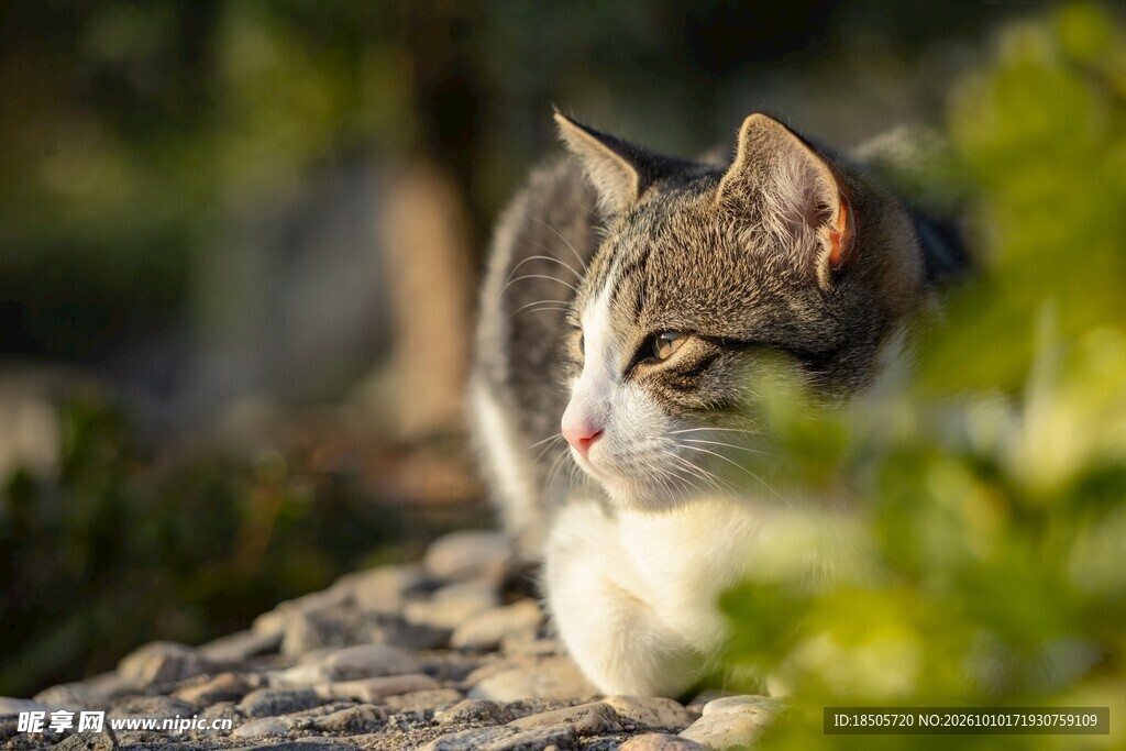 阳光下休憩的小猫
