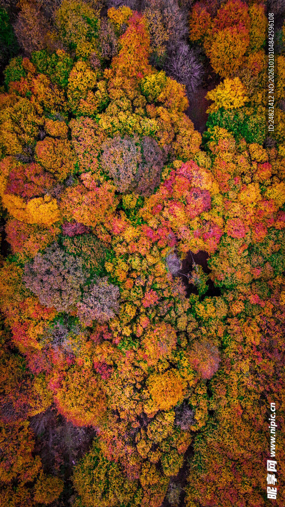 抽象花卉装饰油画