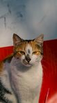 慵懒三花猫咪
