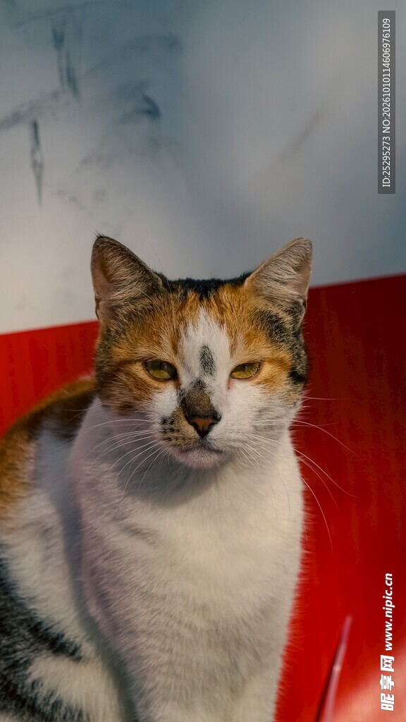 慵懒三花猫咪