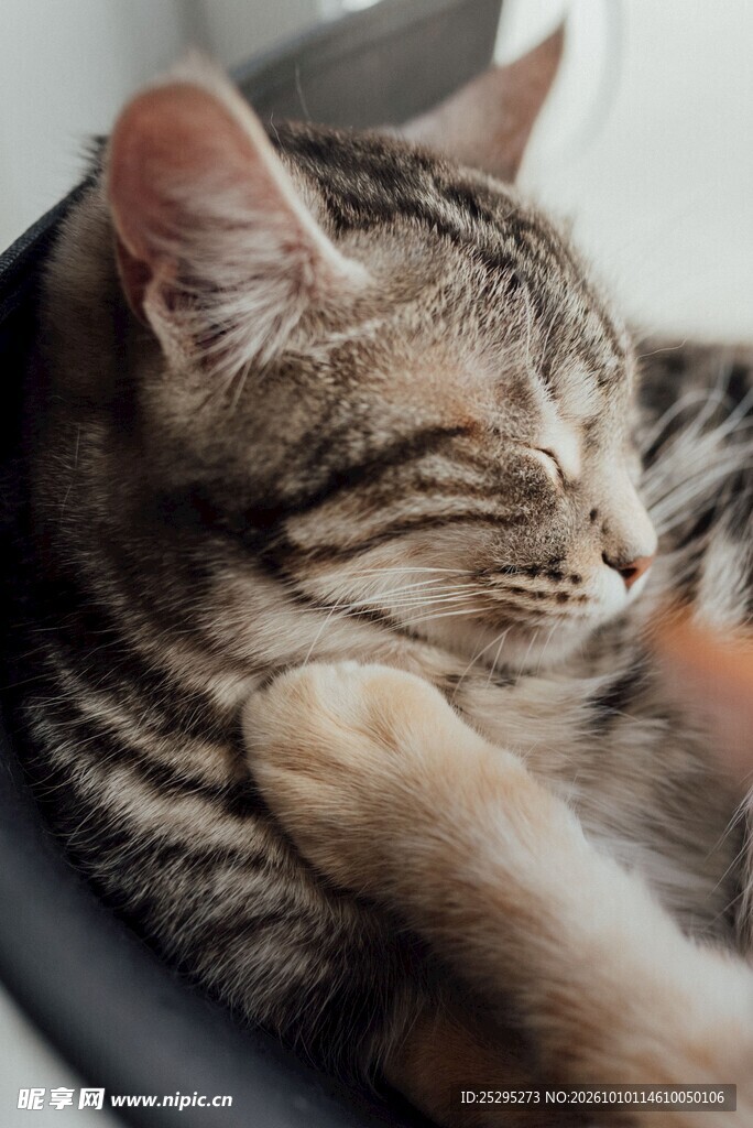 慵懒的虎斑小猫