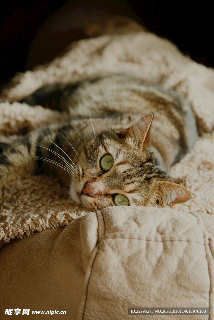 被窝里探出头的虎斑猫