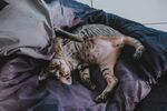 床上仰躺的虎斑猫