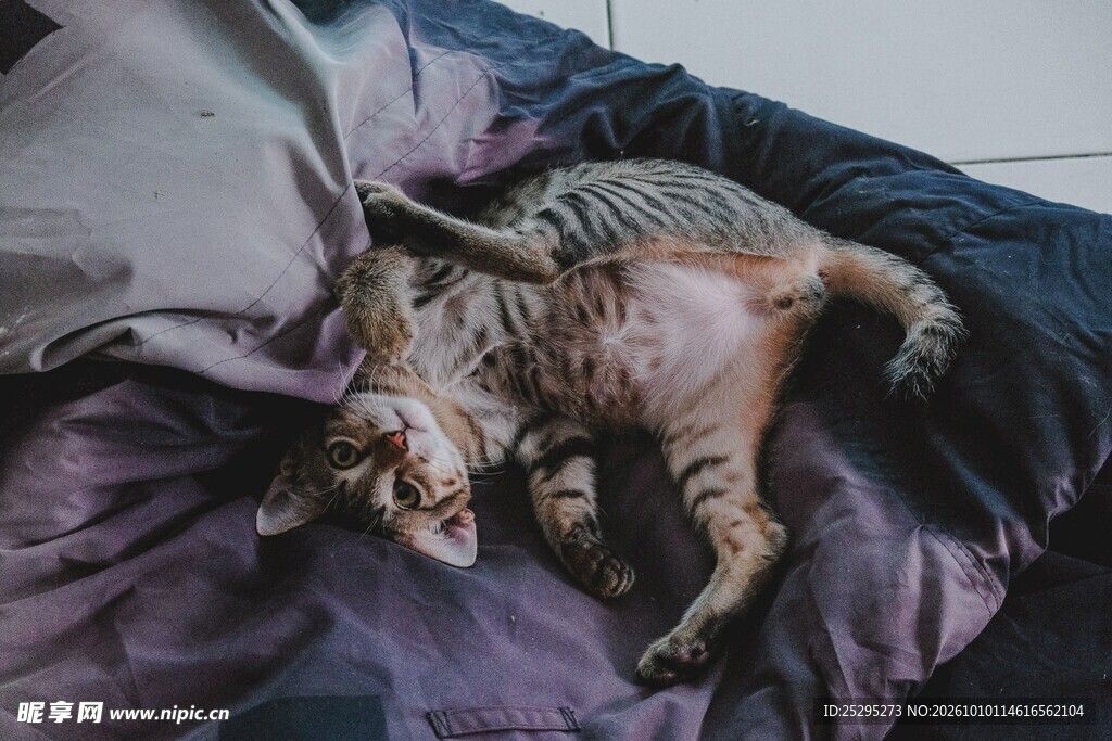床上仰躺的虎斑猫