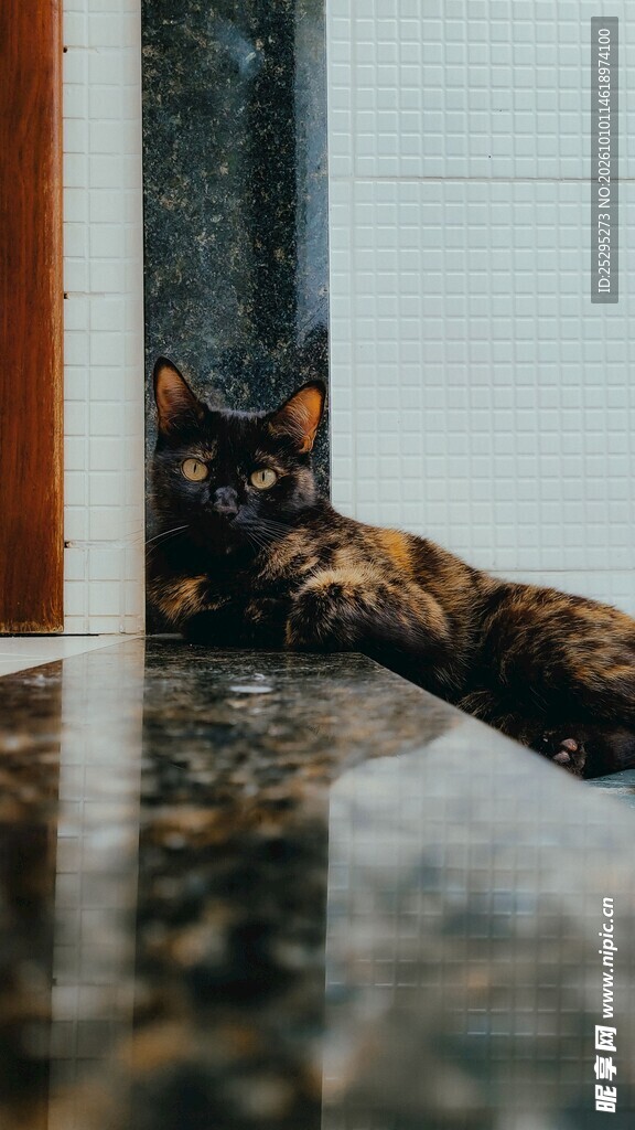 墙角休憩的猫咪
