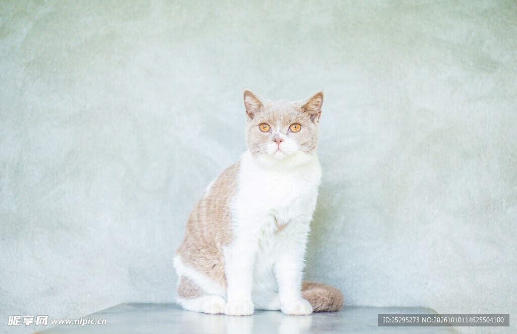 朦胧氛围里的可爱小猫