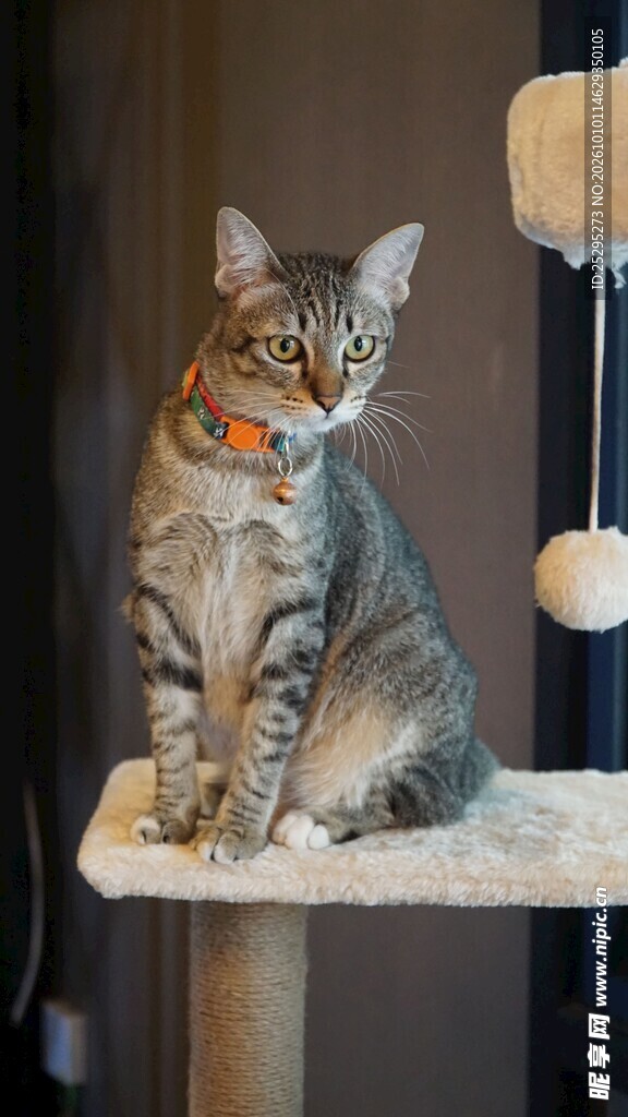 猫爬架上的虎斑猫