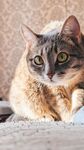 可爱家养猫咪特写