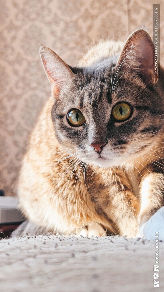 可爱家养猫咪特写