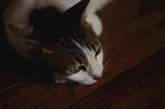 桌下探脑袋的小猫咪