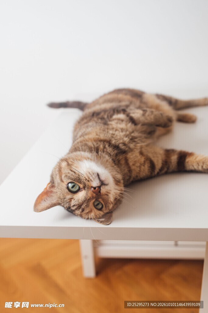 歪头躺卧的虎斑猫
