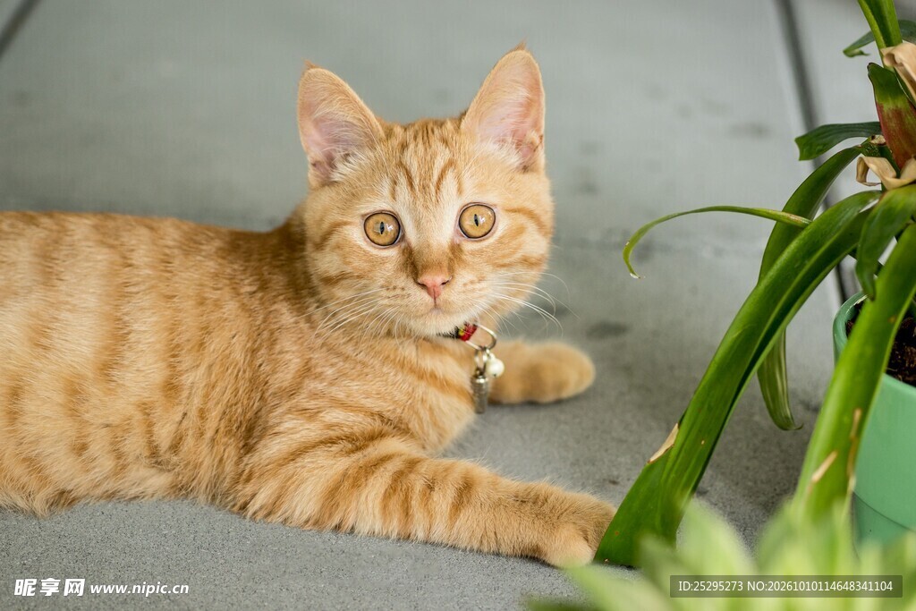 呆萌小橘猫