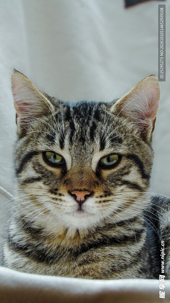 呆萌虎斑猫正面特写