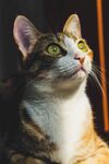 抬头凝望的可爱猫咪