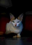 呆萌大耳浅色猫咪