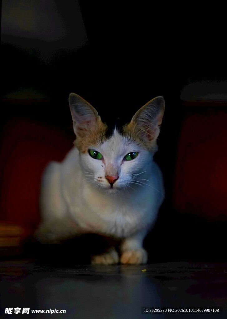呆萌大耳浅色猫咪