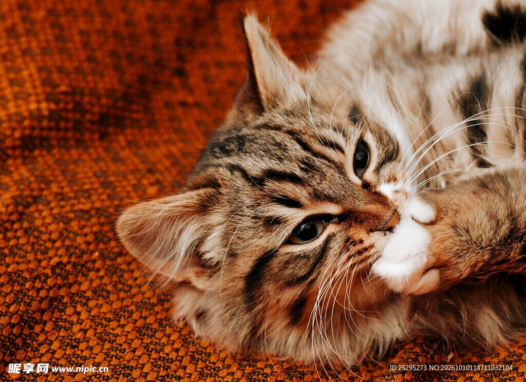 亲昵依偎的两只小猫