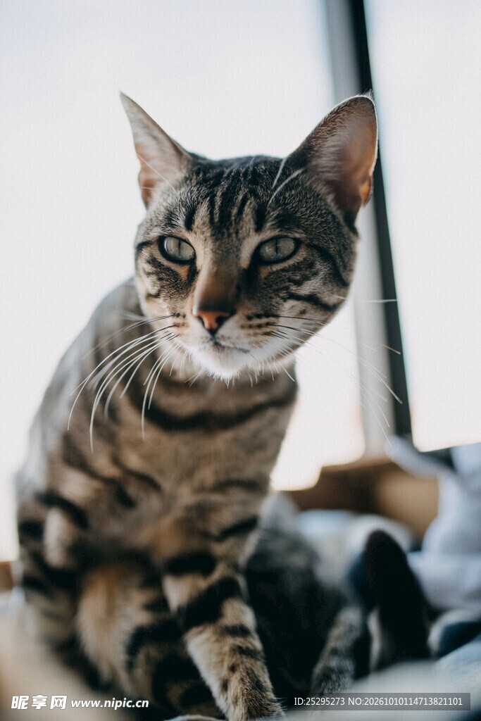 窗边的虎斑小猫
