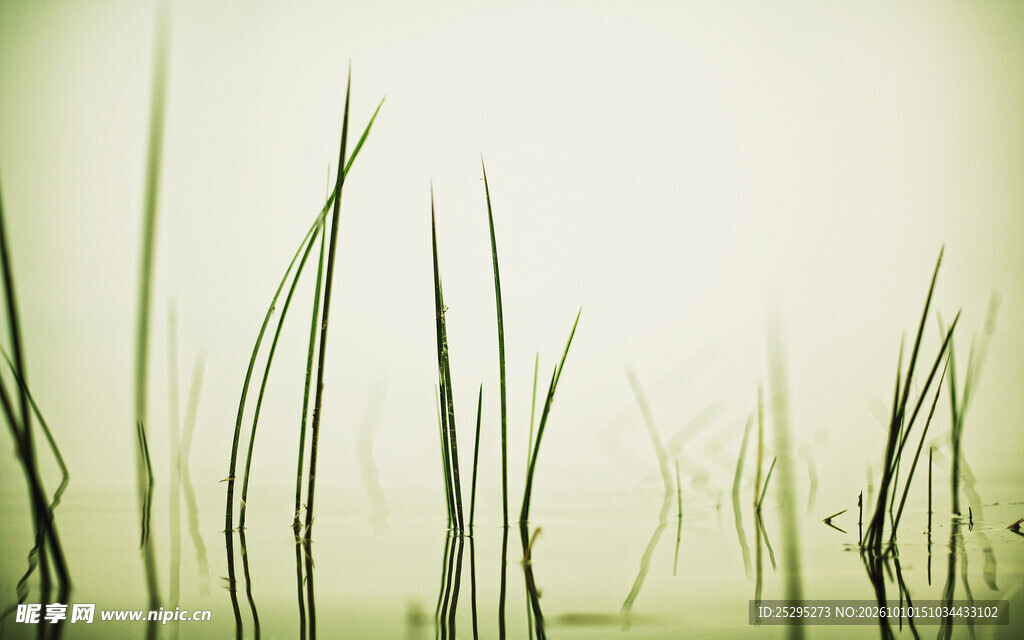 朦胧草枝淡绿背景