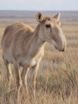 高鼻羚羊