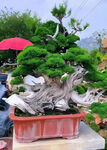 盆景