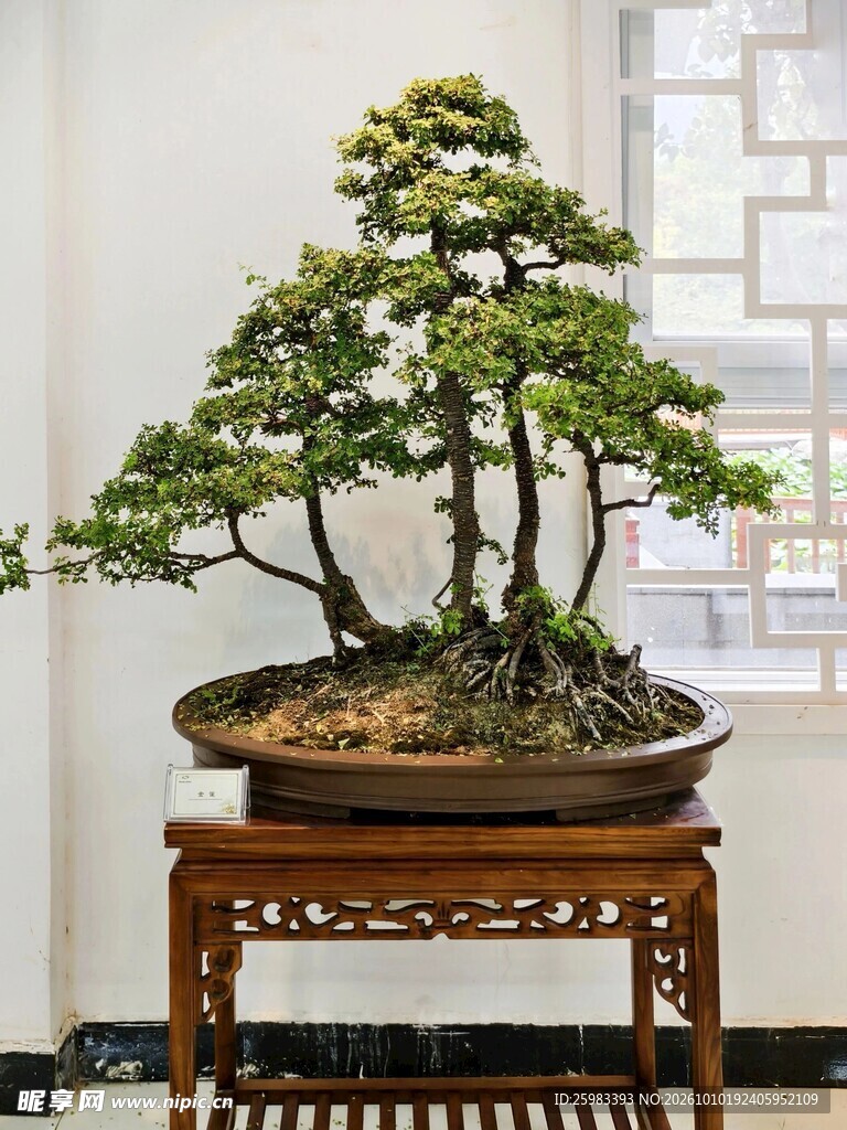 盆景