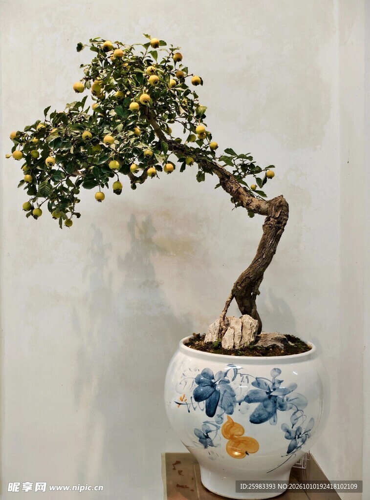 盆景