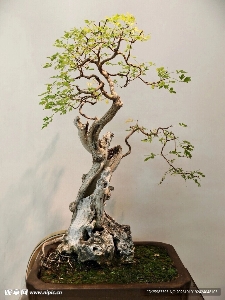 盆景