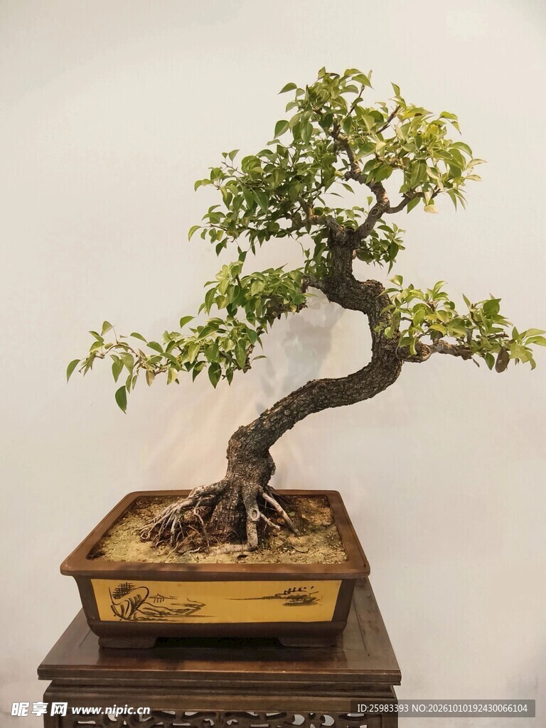 盆景