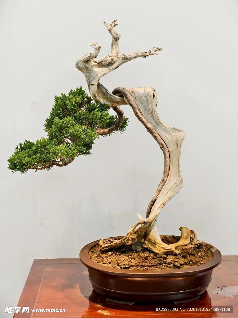 盆景