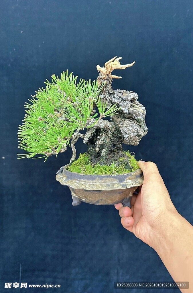 盆景