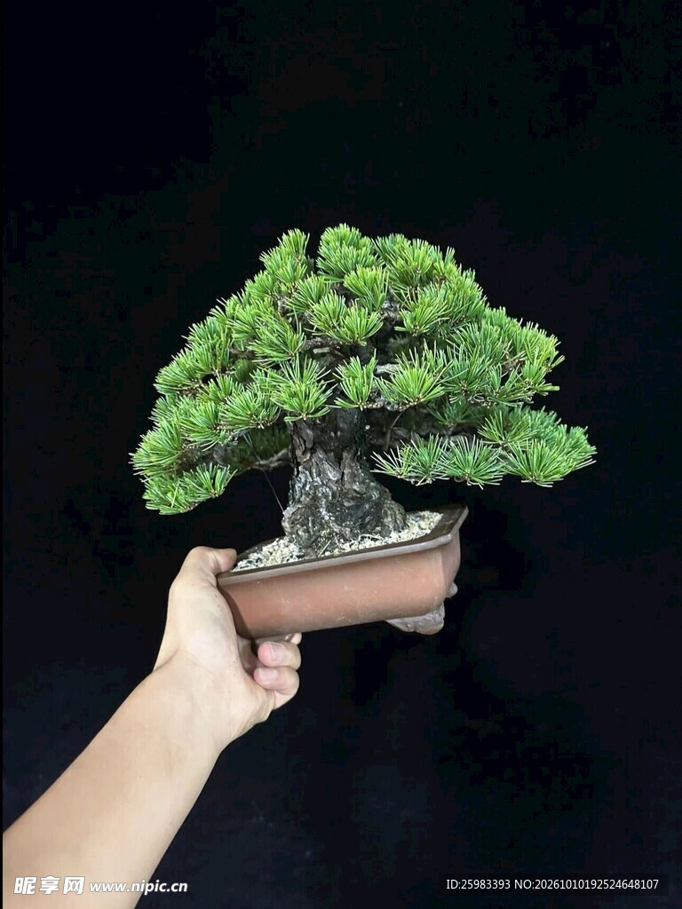 盆景