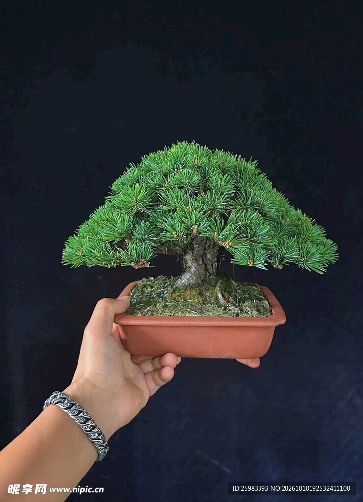 盆景